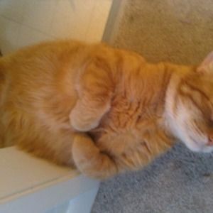 Meet your Posher, Mehran